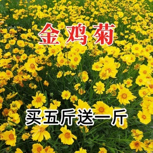 花卉种子花籽四季种易活格桑花波斯菊花草百日草野花组合开花不断室外鲜花盆栽种植庭院室内四季花多年生槿歌