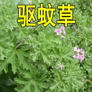 （正常发货）香草种子 驱蚊草种子 花种子  庭院阳台盆栽花卉草种子驱蚊