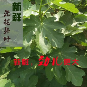 威海新鲜无花果叶子叶枝根须现剪现发青皮无花果叶1斤