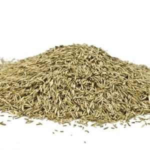 风中劲草草坪种子草籽绿化草坪草籽庭院小区别墅道路矮生草皮种子耐践踏免修剪护坡固土草种多年生耐寒