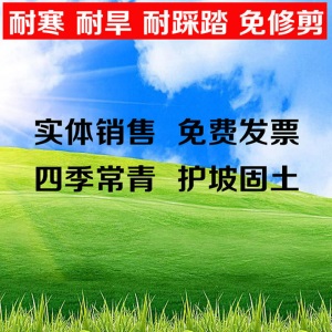 草坪种子四季青耐寒免修剪黑麦草庭院别墅草皮草籽狗牙根护坡绿化