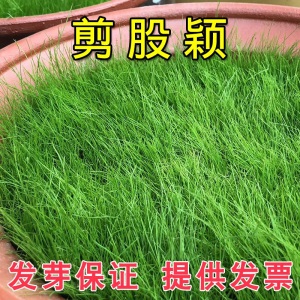 草坪种子草籽护坡草种狗牙根四季青高羊茅果岭草披碱草绿化多年生黑麦草别墅耐寒旱耐践踏不修剪四季常青