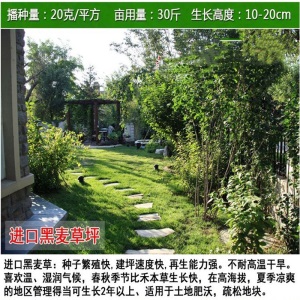 草坪种子四季青耐寒免修剪黑麦草庭院别墅草皮草籽狗牙根护坡绿化