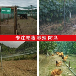 家禽养殖网养鸡网尼龙网拦鸡围网防鸟网护栏网球场网爬藤网瓜蒌爬藤网百香果爬藤网