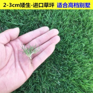 不需要修剪 四季青草坪种子护坡草百慕大草种籽绿化草皮种子农资·
