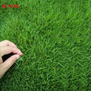花中酷 四季青草坪种子 台湾青草坪 高羊茅草籽草坪种子庭院别墅耐践踏四季青狗牙根护坡草种子草坪种子