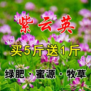进口牧草种子四季多年生黑麦草紫花苜蓿草籽菊苣草种墨西哥玉米草种子抗旱高产喂养鸡鸭鹅猪牛羊鱼兔种籽