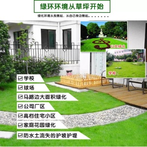 进口地毯草种籽免修剪别墅专用绿化草坪种子耐寒耐旱四季常青 进口5A级地毯草种子500g