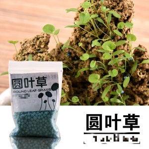 假山造景草籽草种子上水石吸水石盆景草植物珍珠草盆栽微景观小草