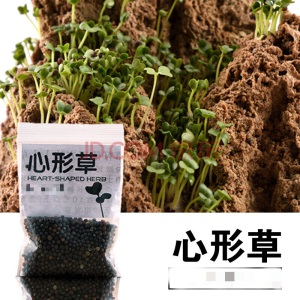 假山造景草籽草种子上水石吸水石盆景草植物珍珠草盆栽微景观小草