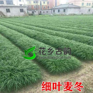 日本玉龙草矮麦冬草坪庭院别墅草平植物四季常青园林绿化麦冬草苗金边麦冬细叶麦冬 麦冬草种子一斤
