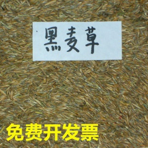 风中劲草草坪种子草籽绿化草坪草籽庭院小区别墅道路矮生草皮种子耐践踏免修剪护坡固土草种多年生耐寒