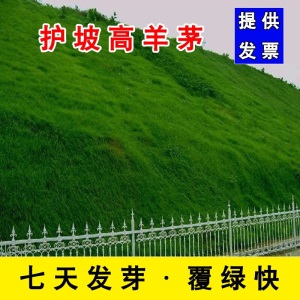 草坪种子草籽护坡草种狗牙根四季青草籽高羊茅黑麦果岭草披碱草球场别墅庭院护坡耐寒旱耐践踏不修剪四季常青