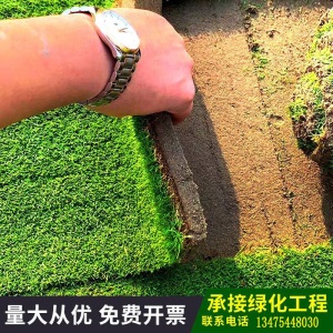 天优农资 真草坪草皮带泥土四季青耐寒别墅庭院绿化带土果岭草皮马尼拉