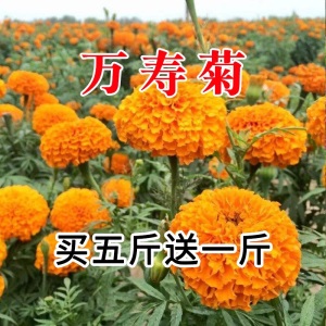 花卉种子花籽四季种易活格桑花波斯菊花草百日草野花组合开花不断室外鲜花盆栽种植庭院室内四季花多年生槿歌