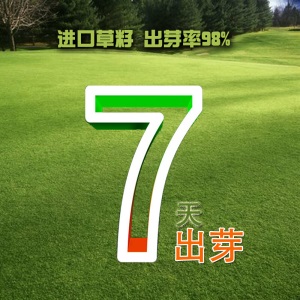 两小千岁 草籽草坪种子四季青庭院耐旱耐踩黑麦草狗牙根草子种护坡绿化种子 进口剪股颖A1-A4净籽/斤
