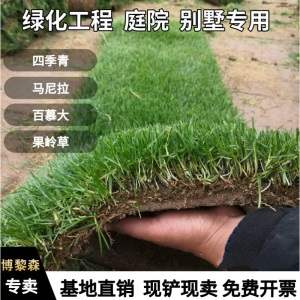 草坪草皮真草四季青 果岭草 剪股颖 马尼拉 别墅庭院绿化工程草坪