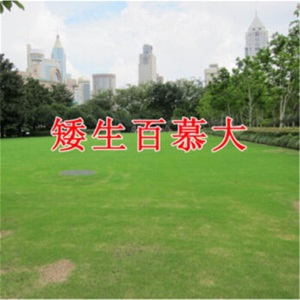 草坪种子黑麦草狗牙根高羊茅早熟禾美国四季青草籽护坡绿化庭院别墅家庭耐寒百莫大兰引三号美国优异草籽