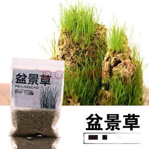 假山造景草籽草种子上水石吸水石盆景草植物珍珠草盆栽微景观小草