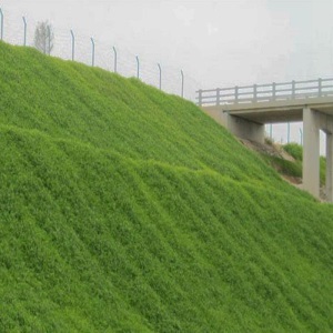 草坪种子四季青绿化护坡草籽草种四季常青狗牙根黑麦草高羊茅草籽波斯菊种子百日草种子 护坡王 护山坡