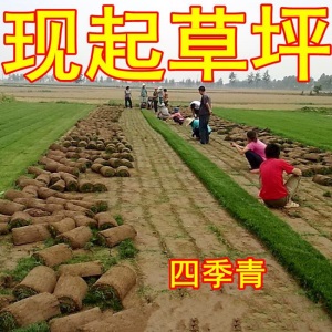 草皮带土草皮草坪庭院草坪草皮 马尼拉草皮 百慕大草皮带泥土