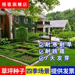 草坪种子草皮草籽四季青狗牙根护坡绿化草籽黑麦草种子庭院美国四季青耐寒四季长青剪股颖免修剪庭院专用槿歌