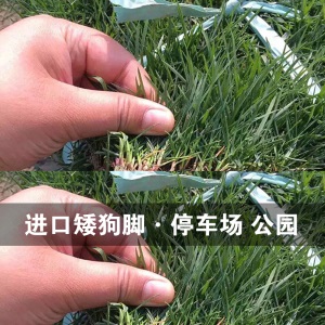 进口绿化草坪种子四季常青狗牙根黑麦草百慕大高羊茅庭院护坡草籽