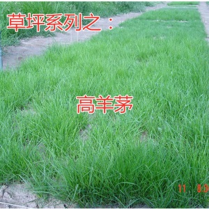 进口草坪种子护坡固土草籽四季常青狗牙根马尼拉黑麦草高羊茅种子免修剪耐践踏矮生百慕大草种子籽