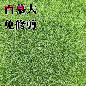 花中酷 矮生百慕大草籽 草坪种子矮生免修剪耐践踏草籽别墅耐旱耐寒草籽 矮生百慕大草坪种子