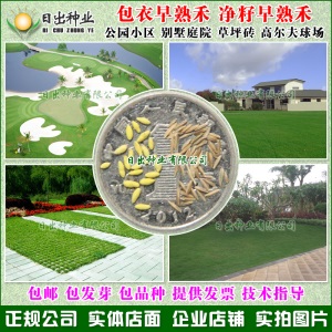 早熟禾种子 进口草坪 四季常青 运动场 护坡 牧草 高纯度高芽率
