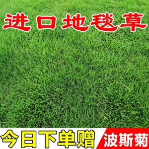 进口地毯草种籽免修剪别墅专用绿化草坪种子冬季草籽四季常青
