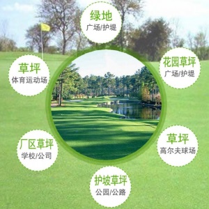 两小千岁 草坪种子黑麦草美国四季青狗牙根护坡固土草种庭院绿化草籽