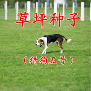 草坪种子黑麦草狗牙根高羊茅早熟禾美国四季青草籽护坡绿化庭院别墅家庭耐寒百莫大兰引三号美国优异草籽