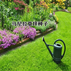 草坪种子四季青绿化护坡草籽草种四季常青狗牙根黑麦草高羊茅草籽波斯菊种子百日草种子