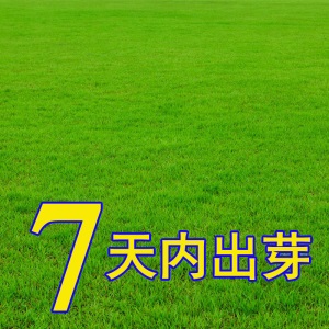 （正常发货）草坪种子美国四季青不修剪果岭草狗牙根马尼拉护坡草籽
