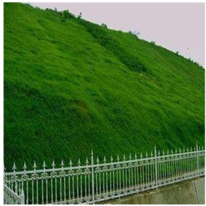 草坪种子黑麦草狗牙根高羊茅早熟禾美国四季青草籽护坡绿化庭院别墅家庭耐寒百莫大兰引三号美国优异草籽