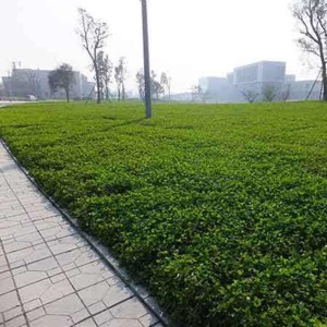 碧鼎 三叶草种子室外矮生车轴草白三叶草籽绿肥种子果林荒地改良白花三叶草耐荫草种四季种易活绿化草坪耐寒 车轴草/白三叶
