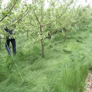 花中酷 鼠茅草绿肥草种 果园绿肥 鼠茅草种子 一次种植4-5年不需要除草 果树果苗地.