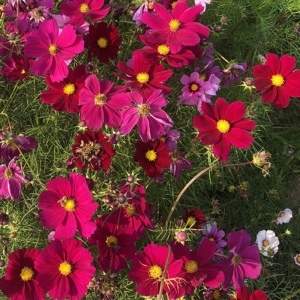 波斯菊花种子格桑花种籽子四季开花易活花籽庭院室外花卉野花组合
