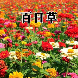 花卉种子花籽四季种易活格桑花波斯菊花草百日草野花组合开花不断室外鲜花盆栽种植庭院室内四季花多年生槿歌