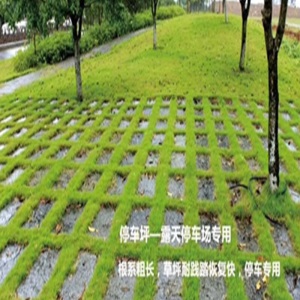 韶景草坪种子护坡草籽绿化狗牙根进口高羊茅黑麦草籽马尼拉四季青庭院七天发芽 四季青草坪种子