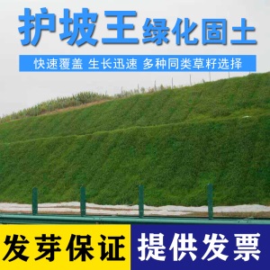 进口绿化草坪种子四季常青狗牙根黑麦草百慕大高羊茅庭院护坡草籽