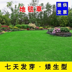 草坪种子草籽护坡草种狗牙根四季青草籽高羊茅黑麦果岭草披碱草球场别墅庭院护坡耐寒旱耐践踏不修剪四季常青