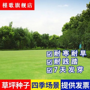 草坪种子草皮草籽四季青狗牙根护坡绿化草籽黑麦草种子庭院美国四季青耐寒四季长青剪股颖免修剪庭院专用槿歌