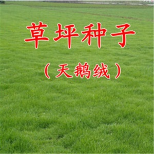 草坪种子黑麦草狗牙根高羊茅早熟禾美国四季青草籽护坡绿化庭院别墅家庭耐寒百莫大兰引三号美国优异草籽