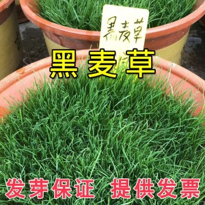 草坪种子草籽护坡草种狗牙根四季青高羊茅果岭草披碱草绿化多年生黑麦草别墅耐寒旱耐践踏不修剪四季常青