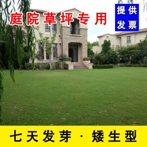 草坪种子草籽护坡草种狗牙根四季青草籽高羊茅黑麦果岭草披碱草球场别墅庭院护坡耐寒旱耐践踏不修剪四季常青