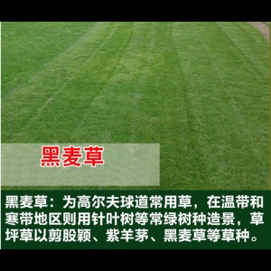 （正常发货） 进口草坪种子护坡草籽绿化狗牙根黑麦草皮马尼拉高羊茅四季青庭院 四季草坪种子护坡草坪种子