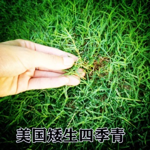 草坪种子四季青绿化护坡草籽草种四季常青狗牙根黑麦草高羊茅草籽波斯菊种子百日草种子