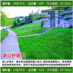 草坪种子四季青耐寒免修剪黑麦草庭院别墅草皮草籽狗牙根护坡绿化